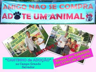 Feira e evento de adoção de cachorros e gatos em Salvador - Bahia