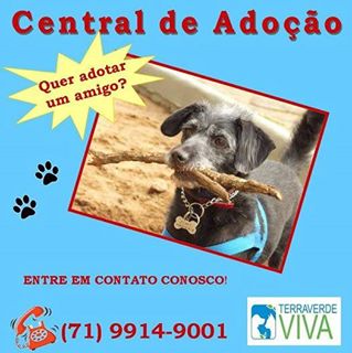Feira e evento de adoção de cachorros e gatos -  em Bahia - Salvador