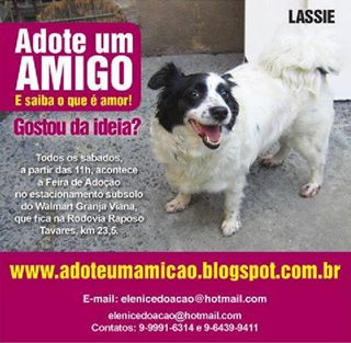 Feira e evento de adoção de cachorros e gatos em São Paulo - São Paulo