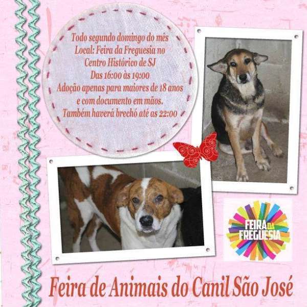 Feira e evento de adoção de cachorros e gatos -  em Santa Catarina - São José