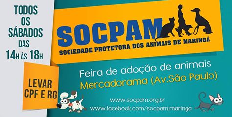 Feira e evento de adoção de cachorros e gatos em Maringá - Paraná