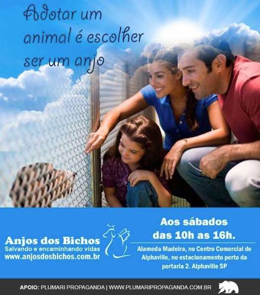 Feira e evento de adoção de cachorros e gatos em Mairinque - São Paulo