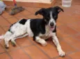 Caçador