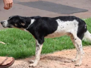 Cachorro raça SRD idade 7 a 11 meses nome Caçador