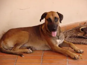 Cachorro raça Mestiço Fila idade 2 anos nome Grandão