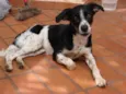 Caçador