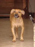 Bassezinho
