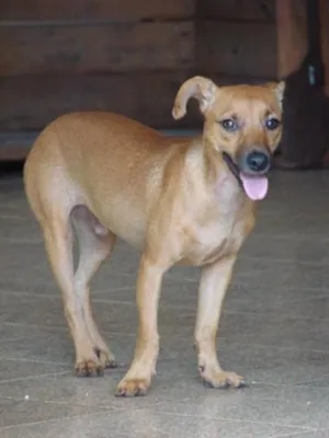 Cachorro raça Mestiço Basse idade 2 anos nome Bassezinho