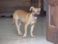 Bassezinho