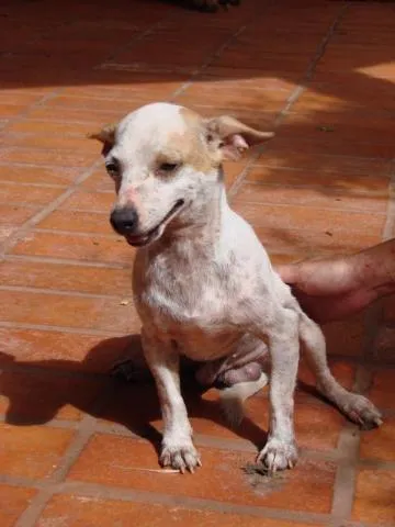 Cachorro ra a SRD Pequines idade 7 a 11 meses nome Pequeno