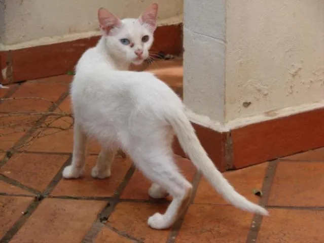 Gato ra a SRD idade 2 a 6 meses nome Príncipe