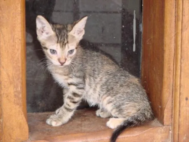 Gato ra a SRD idade Abaixo de 2 meses nome Sem Nome1