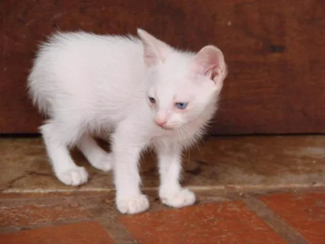 Gato ra a SRD idade Abaixo de 2 meses nome Sem Nome2