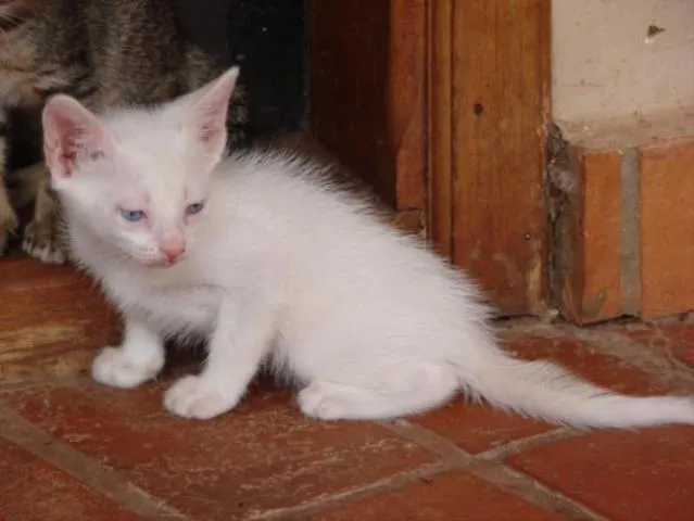 Gato ra a SRD idade Abaixo de 2 meses nome Sem Nome3