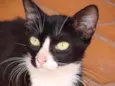 Bonita