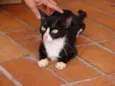 Bonita