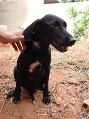 Cachorro raça SRD idade 7 a 11 meses nome Preta