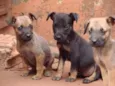 Trio Parada Dura