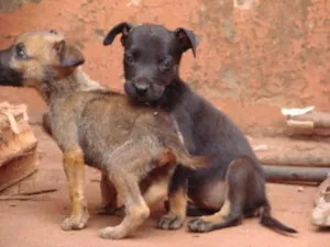 Cachorro raça SRD idade 1 ano nome Trio Parada Dura