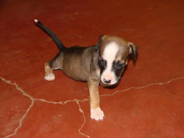 Cachorro ra a SRD idade Abaixo de 2 meses nome Novinhos