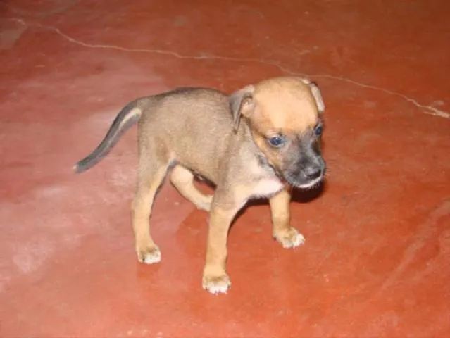 Cachorro ra a SRD idade Abaixo de 2 meses nome Novinhos