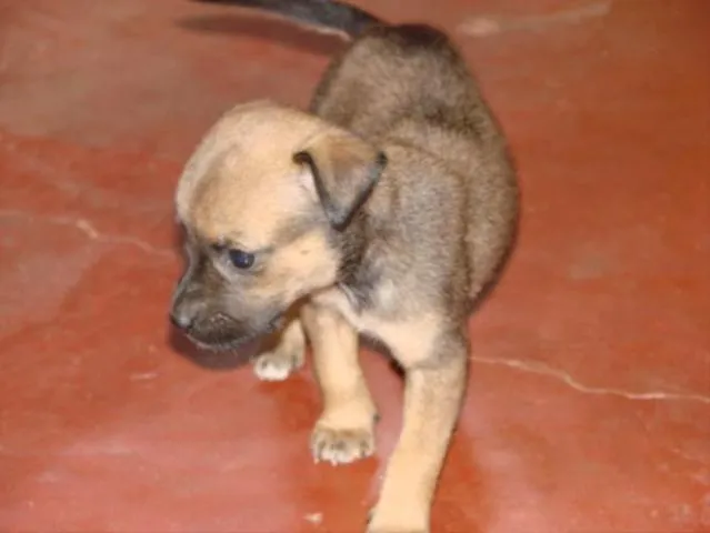 Cachorro ra a SRD idade Abaixo de 2 meses nome Novinhos