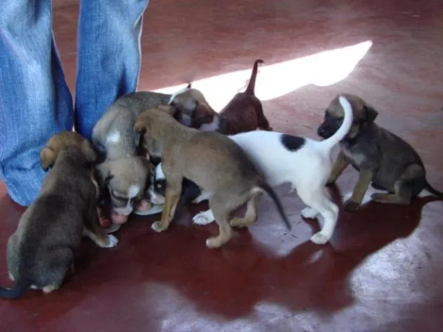 Cachorro ra a SRD idade Abaixo de 2 meses nome Novinhos