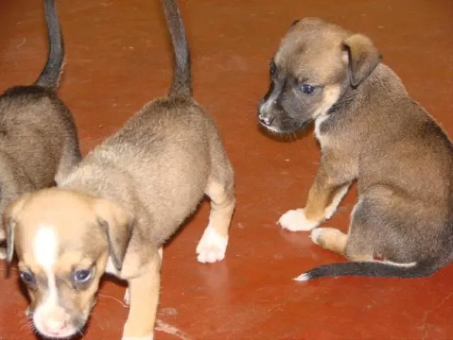 Cachorro ra a SRD idade Abaixo de 2 meses nome Novinhos