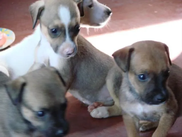 Cachorro ra a SRD idade Abaixo de 2 meses nome Novinhos