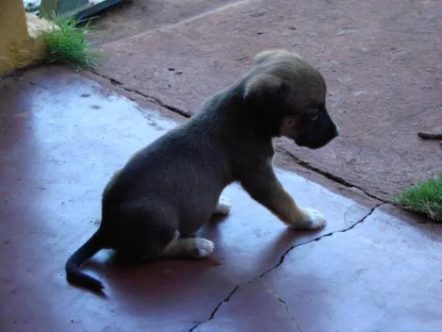 Cachorro ra a SRD idade Abaixo de 2 meses nome Novinhos