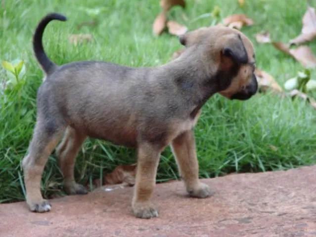 Cachorro ra a SRD idade Abaixo de 2 meses nome Novinhos