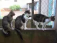 Lindos Gatos