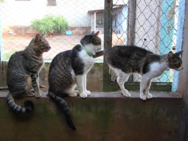 Gato ra a Diversas idade 7 a 11 meses nome Lindos Gatos