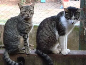 Gato raça Diversas idade 7 a 11 meses nome Lindos Gatos