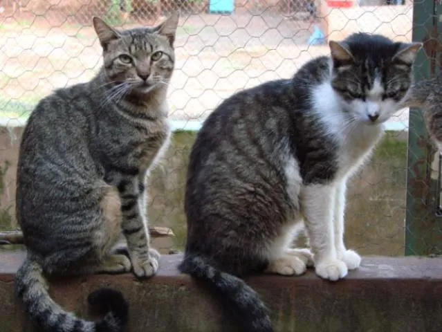 Gato ra a Diversas idade 7 a 11 meses nome Lindos Gatos