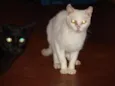 Lindos Gatos
