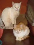 Lindos Gatos