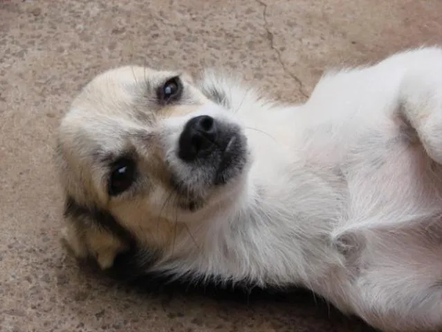 Cachorro ra a Pequinês idade 1 ano nome Bebeinho