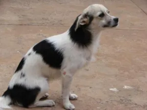 Cachorro raça Pequinês idade 1 ano nome Bebeinho