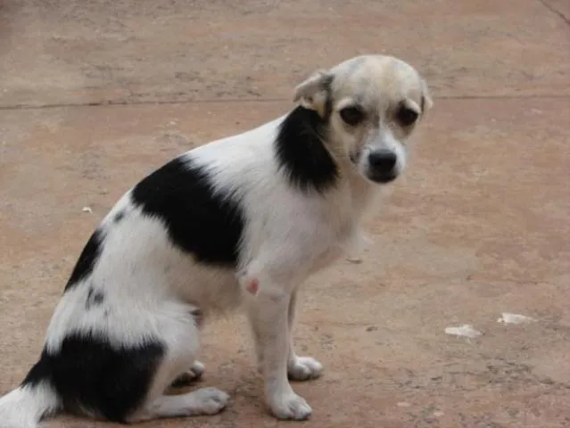 Cachorro ra a Pequinês idade 1 ano nome Bebeinho