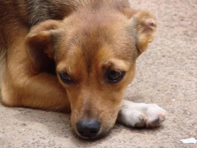 Cachorro ra a Pequines idade 1 ano nome Marron