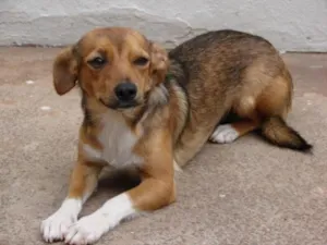 Cachorro raça Pequines idade 1 ano nome Marron