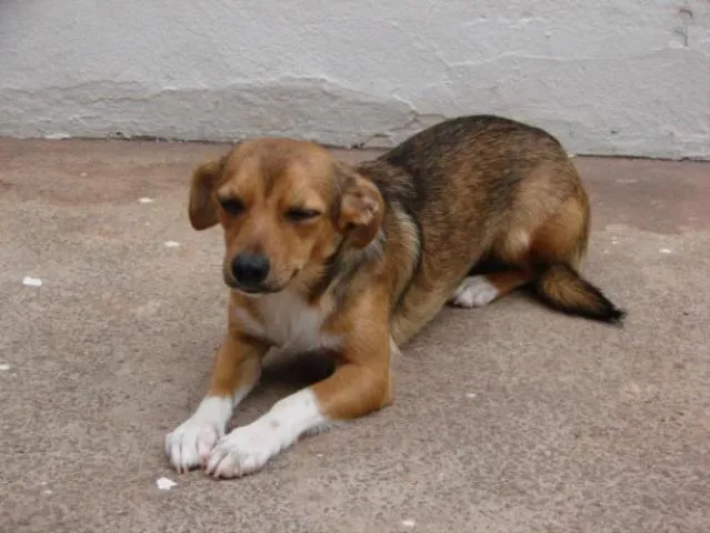 Cachorro ra a Pequines idade 1 ano nome Marron