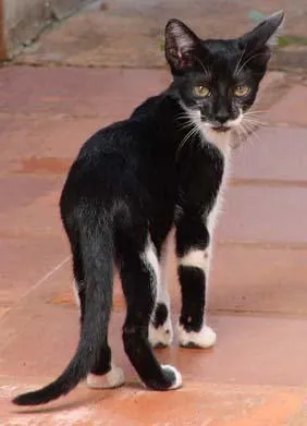 Gato ra a SRD idade Abaixo de 2 meses nome Sem Nome