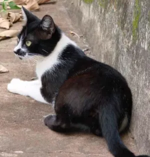 Gato raça SRD idade Abaixo de 2 meses nome Sem Nome