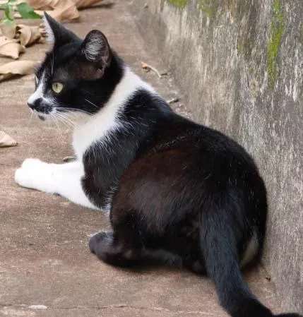 Gato ra a SRD idade Abaixo de 2 meses nome Sem Nome