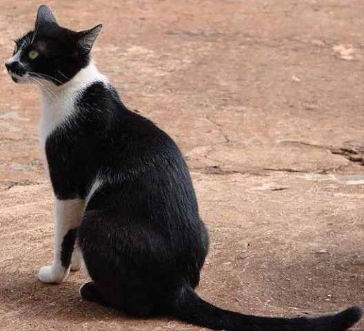 Gato ra a SRD idade Abaixo de 2 meses nome Sem Nome