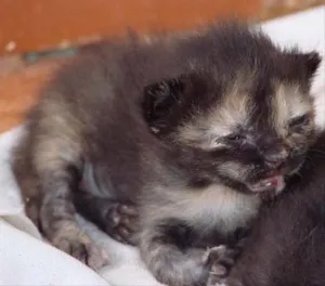 Gato raça SRD idade Abaixo de 2 meses nome Novinhos