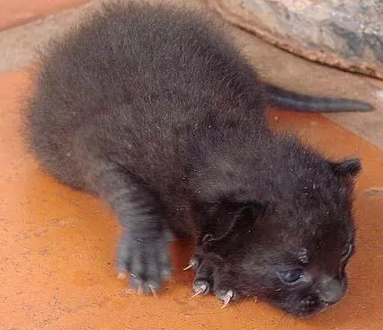 Gato ra a SRD idade Abaixo de 2 meses nome Novinhos