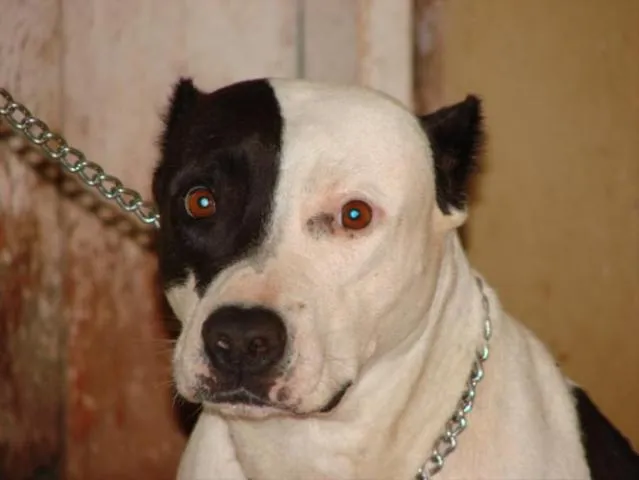 Cachorro ra a PitBul idade 2 anos nome PIT